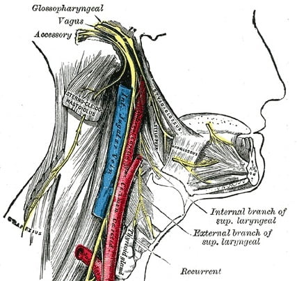 Верхний гортанный нерв и его ветви